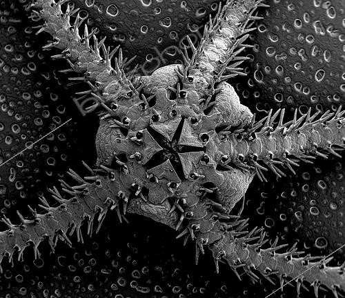 Biosphoto | 2620052 | Brittle-star (Ophiuroidea sp), Meiofauna of the abyss, Pourquoi pas les abysses ?, IFREMER, Scanning electron microscopy (SEM) | &copy; Gilles Martin / IFREMER / Biosphoto