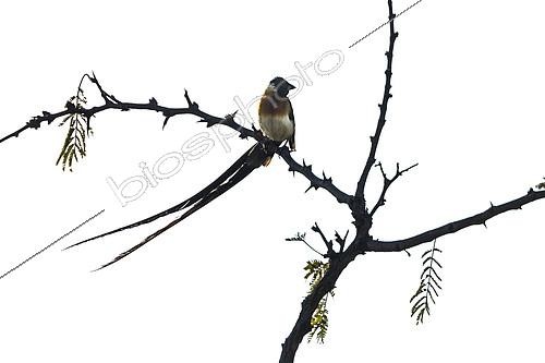 Biosphoto | 2125937 | Broad-tailed paradise-whydah (Vidua paradisaea) on a branch, Kruger National park, South Africa | &copy; Patrice Correia / Biosphoto