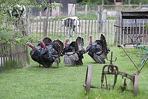 Biosphoto | 2123134 | Bronze turkeys, Sainte Croix park, Lorraine, france | &copy; Bruno Mathieu / Biosphoto