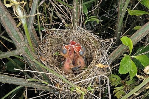 Biosphoto | 1366492 | Brood of Blackcaps in the Doubs France | &copy; Dominique Delfino / Biosphoto