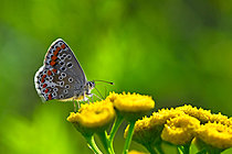 Biosphoto | 2621137 | Brown Argus (Aricia agestis) on flowers, wet meadow bordering the Meurthe, Azerailles, Lorraine, France. | &copy; Stéphane Vitzthum / Biosphoto