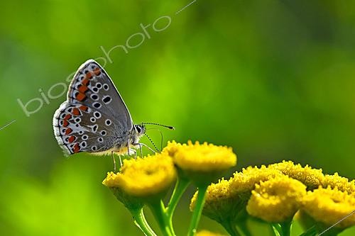 Biosphoto | 2621137 | Brown Argus (Aricia agestis) on flowers, wet meadow bordering the Meurthe, Azerailles, Lorraine, France. | &copy; Stéphane Vitzthum / Biosphoto