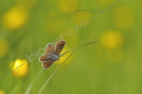 Biosphoto | 998744 | Brown Argus drying on a blade of grass France ; Natural meadow | &copy; Guy Piton / Biosphoto