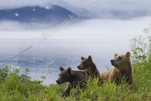 Biosphoto | 2047693 | Brown bear and young - Kurile Lake Kamchatka Russia | &copy; Mike Korostelev / Biosphoto