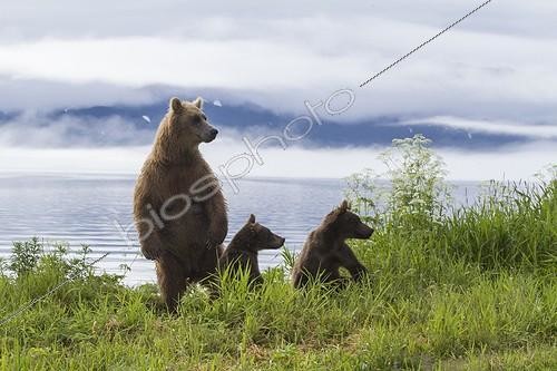Biosphoto | 2047694 | Brown bear and young - Kurile Lake Kamchatka Russia | &copy; Mike Korostelev / Biosphoto