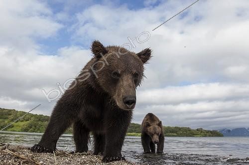 Biosphoto | 2047698 | Brown bear and young - Kurile Lake Kamchatka Russia | &copy; Mike Korostelev / Biosphoto