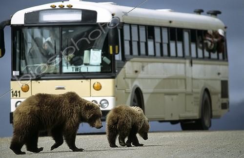Biosphoto | 179292 | Brown bear cub and its mother crossing a track Alaska | &copy; Robert Valarcher / Biosphoto