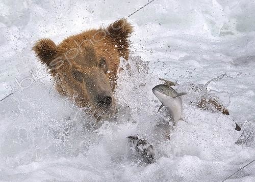 Biosphoto | 814996 | Brown Bear in water fishing Salmon Katmai NP Alaska ; Veolia Environnement Wildlife Photographer of the Year 2009<br>Animal Behaviour: Mammals - Highly Commended<br>White-water fishing<br><br>Concours National Nature Images Projetées (FPF) | &copy; Eric Lefranc / Biosphoto