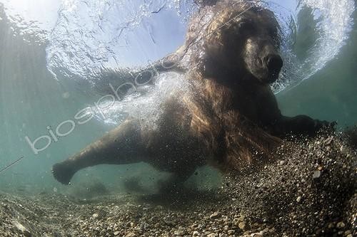 Biosphoto | 2047713 | Brown bear in water - Kurile Lake Kamchatka Russia GDT 2016 1st place UPY 2016 | &copy; Mike Korostelev / Biosphoto