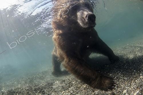 Biosphoto | 2047714 | Brown bear in water - Kurile Lake Kamchatka Russia | &copy; Mike Korostelev / Biosphoto