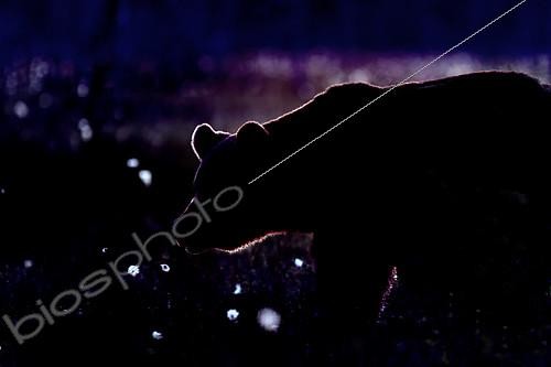 Biosphoto | 2154218 | Brown Bear (Ursus arctos) backlit at dusk, Finland | &copy; Gil Gautier / Biosphoto