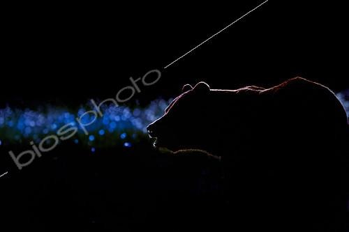 Biosphoto | 2154209 | Brown Bear (Ursus arctos) backlit at night, Finland | &copy; Gil Gautier / Biosphoto
