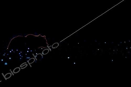 Biosphoto | 2154210 | Brown Bear (Ursus arctos) backlit at night, Finland | &copy; Gil Gautier / Biosphoto