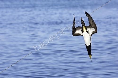Biosphoto | 160869 | Brown Boody plunging in water to fish Venezuela | &copy; Sylvain Cordier / Biosphoto