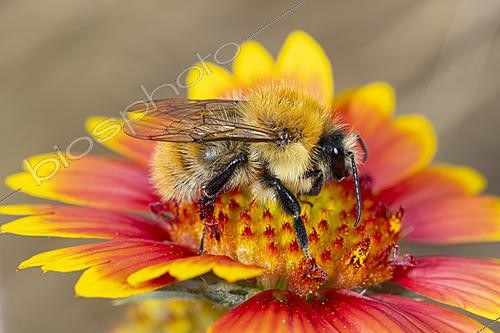 Biosphoto | 2628394 | Brown bumblebee (Bombus agrorum) resting on a gaillardia flower, Saint-Pierre-La-Palud, Rhône, France. | &copy; Philippe Lebeaux / Biosphoto
