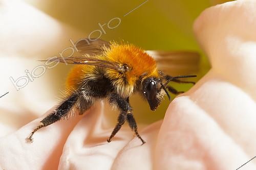Biosphoto | 2078174 | Brown Bumblebee (Bombus pascuorum) on a flower. France | &copy; Olivier Miniato / Biosphoto