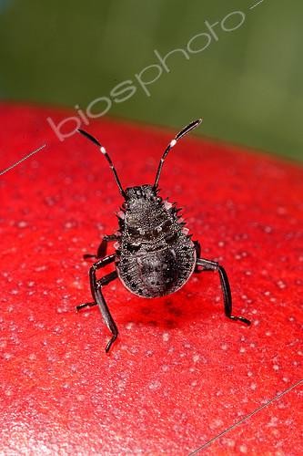 Biosphoto | 2409063 | Brown marmorated stink bug (Halyomorpha halys) 2nd instar larva | &copy; Romain Garrouste / Biosphoto