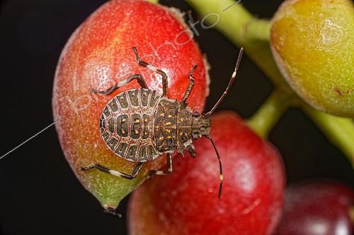 Biosphoto | 2409064 | Brown marmorated stink bug (Halyomorpha halys) 4th instar larva | &copy; Romain Garrouste / Biosphoto