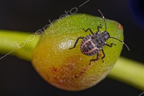 Biosphoto | 2409065 | Brown marmorated stink bug (Halyomorpha halys) 3rd instar larva | &copy; Romain Garrouste / Biosphoto