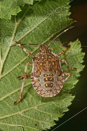 Biosphoto | 2409066 | Brown marmorated stink bug (Halyomorpha halys) 5th instar larva | &copy; Romain Garrouste / Biosphoto