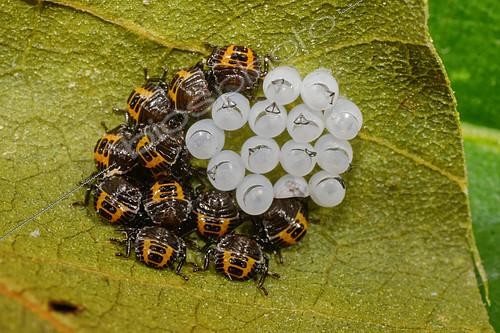 Biosphoto | 2409070 | Brown marmorated stink bug (Halyomorpha halys) first instar larvae | &copy; Romain Garrouste / Biosphoto