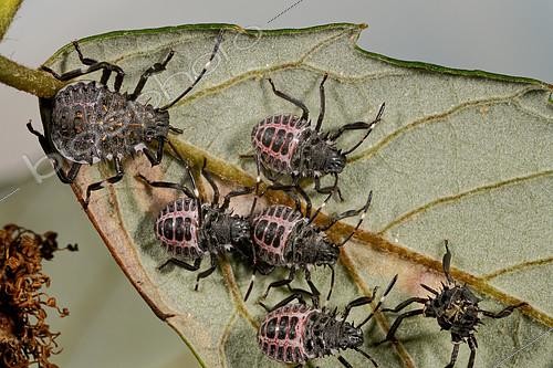 Biosphoto | 2409072 | Brown marmorated stink bug (Halyomorpha halys) larvae | &copy; Romain Garrouste / Biosphoto