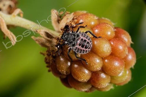 Biosphoto | 2409073 | Brown marmorated stink bug (Halyomorpha halys) 3rd instar larva | &copy; Romain Garrouste / Biosphoto
