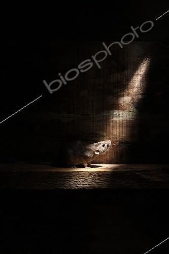 Biosphoto | 1715640 | Brown rat in dark England | &copy; Mike Lane / Biosphoto