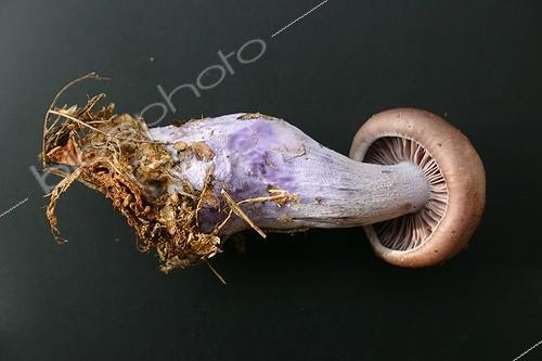 Biosphoto | 94871 | Bruising Webcap  | &copy; André Pascal / Biosphoto
