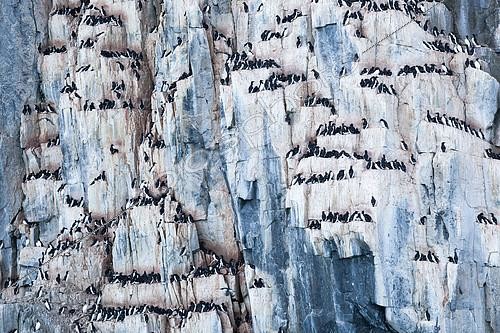 Biosphoto | 2072034 | Brünnich's Guillemot (Uria lomvia) on the cliff of Alkfjellet, Svalbard. | &copy; Jean-Baptiste Strobel / Biosphoto