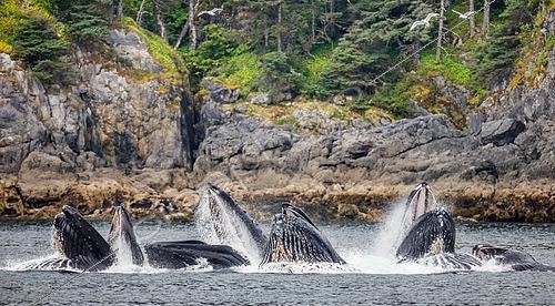 Biosphoto | 2525466 | Bubble-net feeding of the Humpback whales (Megaptera novaeangliae). Chatham Strait area. Alaska. USA. | &copy; Andrey Gudkov / Biosphoto