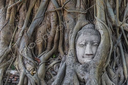 Biosphoto | 2396818 | Buddha statue head ingrown in strangler fig roots (Ficus religiosa), Wat Mahathat, Ayutthaya, Central Thailand | &copy; Moritz Wolf / imageBROKER / Biosphoto