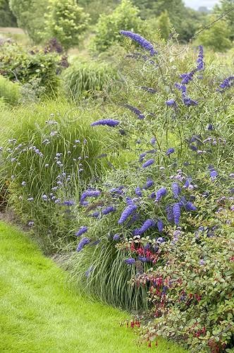 Biosphoto | 414632 | Buddleja davidii Nanho Blue, Fuchsia | &copy; Visions Pictures / Biosphoto