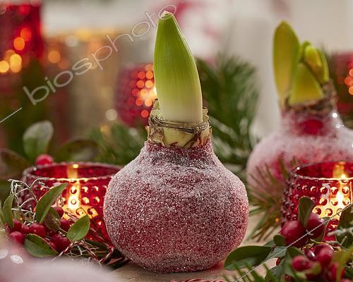 Biosphoto | 2584325 | Bulbe d'Amaryllis couvert de cire givrée de Noël | &copy; Visions BV, Netherlands / VisionsPictures & Photography / Visions Pictures / Biosphoto