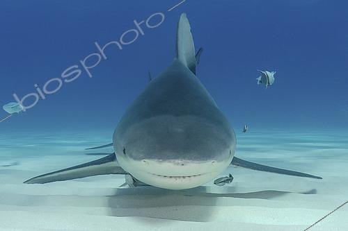 Biosphoto | 2453086 | Bull Shark, Carcharhinus leucas. Aka Zambezi Shark or Lake Nicaragua Shark. Bimini Island, Bahamas, Caribbean Sea. | &copy; Andy Murch / Biosphoto