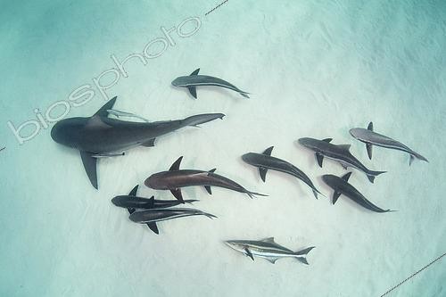 Biosphoto | 2453081 | Bull Shark - Carcharhinus leucas - with an escort of cobia - Rachycentron canadum. Bull sharks are also known as Zambezi Sharks or Lake Nicaragua Sharks. Image taken at Tiger Beach, Little Bahama Bank, Bahamas, Caribbean Sea. | &copy; Andy Murch / Biosphoto