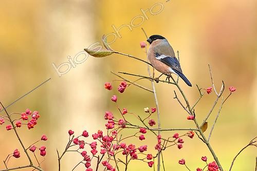 Biosphoto | 2596334 | Bullfinch (Pyrrhula pyrrhula) female on a branch of Spindle (Euonymus sp), La Rioja, Spain | &copy; Eduardo Ayala-Santibañez / Biosphoto