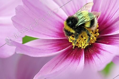 Biosphoto | 542746 | Bumble Bee gathering nectar in Cosmos flower Limousin France | &copy; Roger Dauriac / Biosphoto