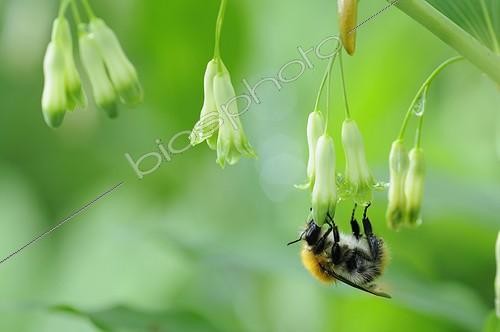 Biosphoto | 1158828 | Bumble bee on a flower Seal of Solomon in the undergrowth | &copy; Guy Piton / Biosphoto