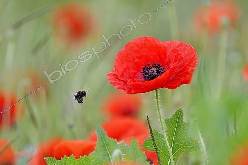 Biosphoto | 2404908 | Bumblebee (Bombus sp) in flight and Poppy (Papaver rhoeas) in bloom in spring, France | &copy; Dominique Delfino / Biosphoto