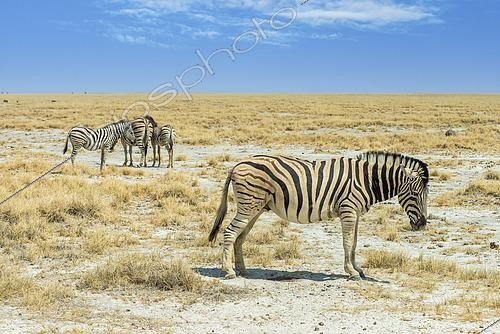 Biosphoto | 2565193 | Burchell's plains zebra (Equus quagga burchelli), Etosha National Park, Namibia | &copy; Stéphane Vitzthum / Biosphoto
