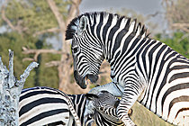 Biosphoto | 2623101 | Burchell's zebra (Equus quagga burchellii), fighting, Botswana. | &copy; Michel Bureau / Biosphoto