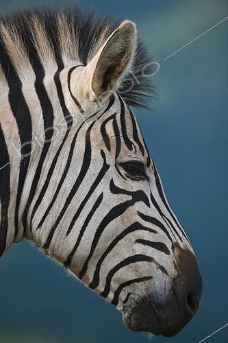 Biosphoto | 1796749 | Burchell's zebra Umgeni Valley Reserve KwaZulu-Natal | &copy; Roger de La Harpe / Biosphoto