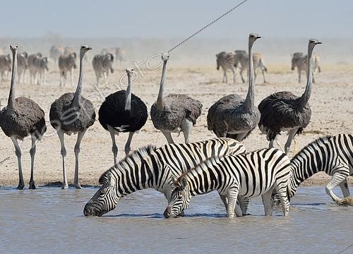 Biosphoto | 2445273 | Burchell's zebras (Equus quagga burchellii) drinking with common ostriches (Struthio camelus) at a waterhole, Etosha National Park, Namibia, Africa | &copy; Jean-François Ducasse / imageBROKER / Biosphoto