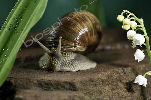 Biosphoto | 2479546 | Burgundy snail (Helix pomatia), blooming lily of the valley (Convallaria majalis), spring, rain, garden, Belfort, Territoire de Belfort, France | &copy; Denis Bringard / Biosphoto