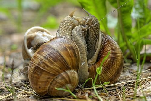 Biosphoto | 2610173 | Burgundy snails mating (Helix pomatia). A love dart is embedded in the side of the left snail: this love dart or gypsobel is a hard, long, and pointed structure, made of either calcium or chitin, found in certain hermaphroditic gastropods, such as land snails and slugs. The love dart stimulates sexual behaviors before mating occurs. | &copy; Jean-Philippe Delobelle / Biosphoto