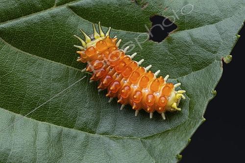 Biosphoto | 2610463 | Burnet moth (Cleoda sp) caterpillar in situ, Mt. Polis, Luzon, Philippines. | &copy; Frank Deschandol & Philippe Sabine / Biosphoto