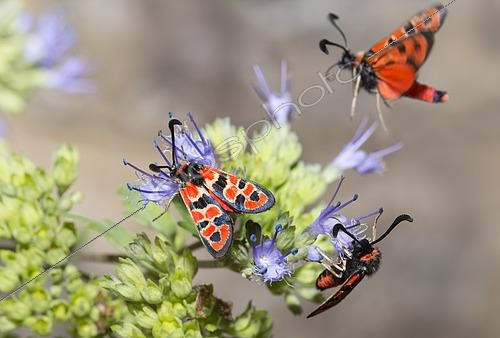 Biosphoto | 2456439 | Burnet (Zygaena fausta) on flowers, Mont Ventoux, France | &copy; Michel Rauch / Biosphoto