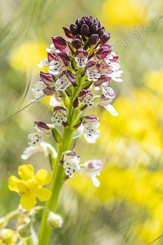 Biosphoto | 2612613 | Burnt Orchid (Neotinea ustulata), Causse Méjean, Lozère, France. | &copy; David Tatin / Biosphoto