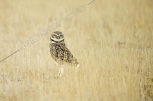 Biosphoto | 2072336 | Burrowing owl (Speotyto cunicularia), Punta Norte, Argentina | &copy; Ignacio Yufera / Biosphoto